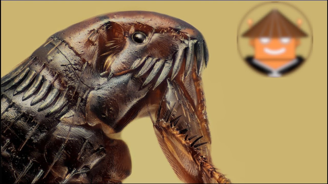 Qué Pasa con las Pulgas