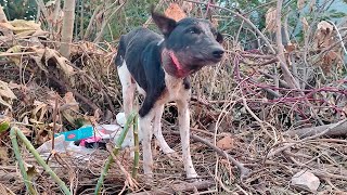 Mumma dog with huge neck abscess stays strong for her beautiful puppies… by Animal Aid Unlimited, India 84,680 views 2 months ago 3 minutes, 12 seconds