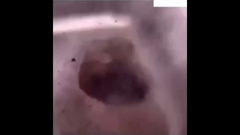 Stan twitter: dirty sink singing shake it by charli xcx