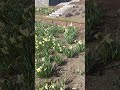 #flowers #naturelovers #nature