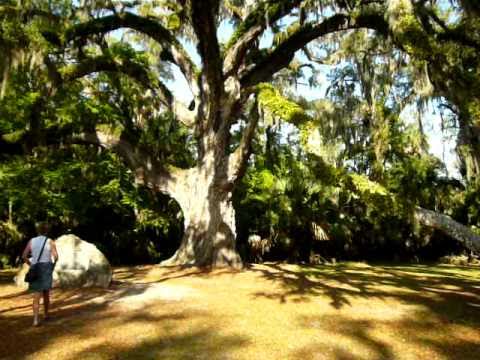 Fairchild Oak Tree.MOV