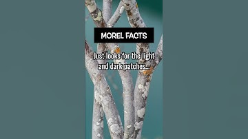 Morels under a sycamore tree? Comment if you found em! 👇 #shorts #foodfacts #mushrooms