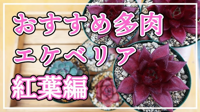 多肉植物 おすすめのエケベリアをご紹介します 今回は透明感の素敵なエケベリアです Youtube