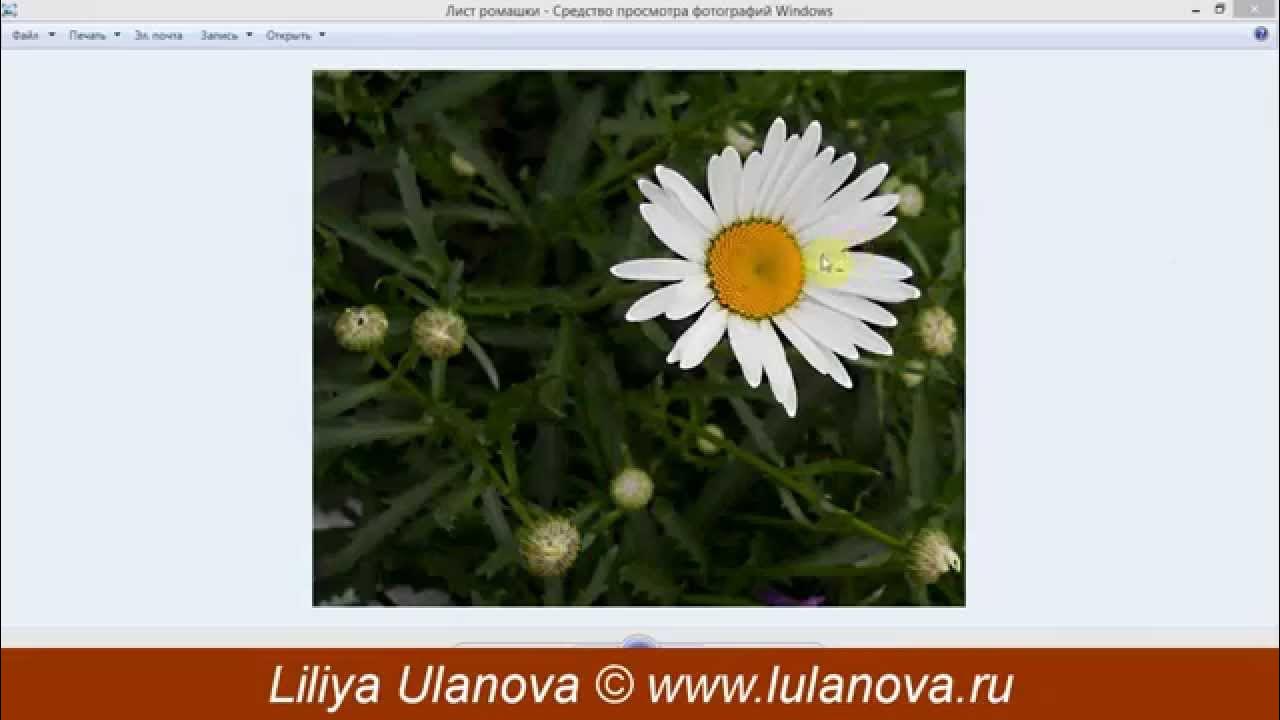 Ромашка форма листьев. Форма листа ромашки. пожелания на листках ромашки. духовка лист форма ромашка. пушистые листья ромашки из полторашки.