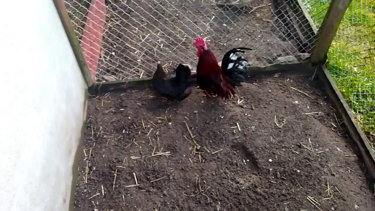 Kury nioski, kaczki mandarynki, gołębie!😁 *lęgną się cukrówki*!🐦
