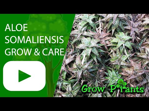 Aloe somaliensis - grow & care (Somalian aloe)