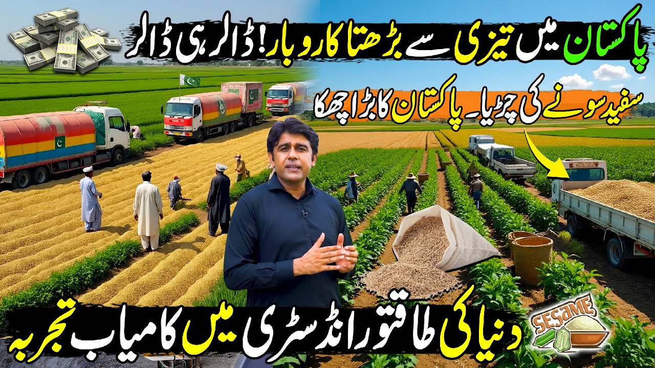 Pakistan's Fastest Growing Billion Dollar Business | Sesame Farming | Kissan Ka Pakistan