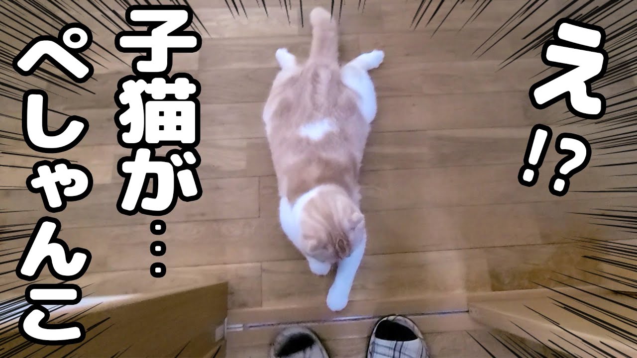 うっかりトイレで1時間以上寝てしまったら子猫と犬がこうなってました 笑 Youtube