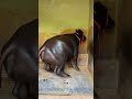 jhota buggi ki race #viral #video#shortsvideo