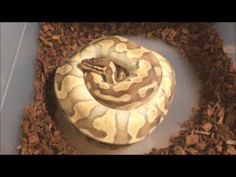 eggs florentine Ball Python Eggs Laid - Clutch #4 2017 - ???? x Pastel Butter Enchi - SURPRISE PAIRING ;)
