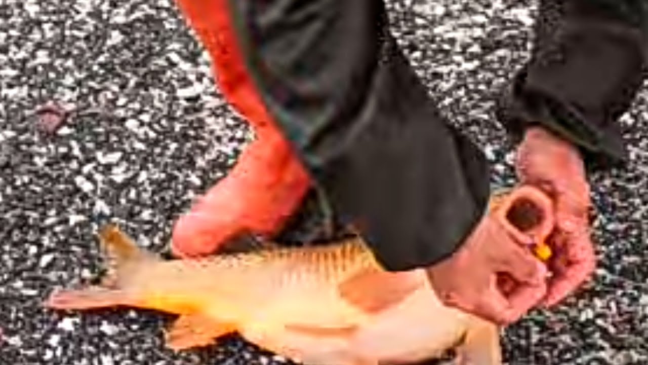 ful dalga +ful yağış =ful büyük balıklar,müthiş bir  sazan avı