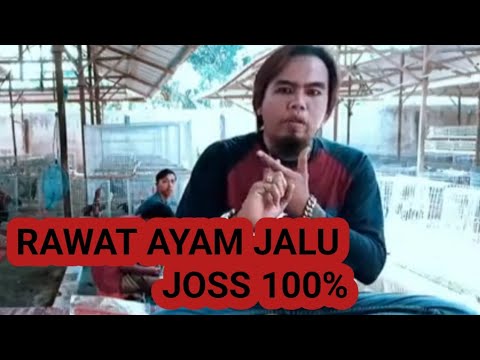 Cara Agar Ayam Main Jalu