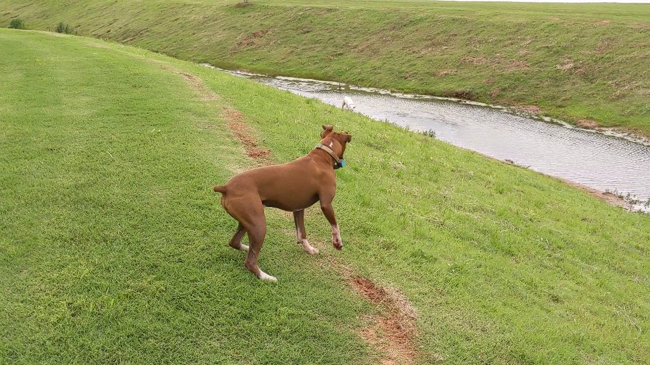 do boxers like water