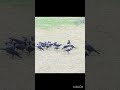 crows attract to others in human crowd #music #remix#pets #happy #birds#romantic