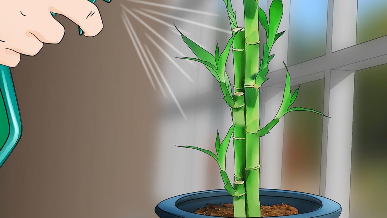 Comment faire pousser un bambou de la chance: 12 étapes