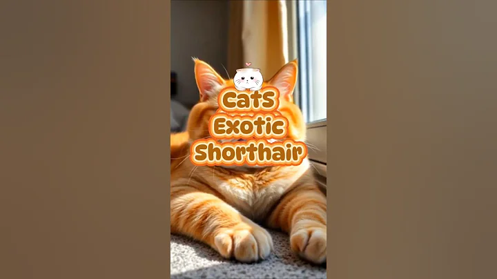 Video 10356971: kucing exotic shorthair, cat kucing