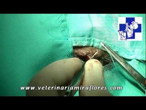 Video: Tumor Del Ojo En Perros
