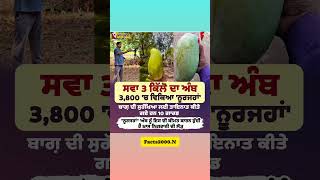 ਤਿੰਨ ਕਿੱਲੋ ਦਾ ਅੰਬ 3800 ਚ ਵਿਕਿਆ 🙏🏻😱😳#punjabinews #latestnews #trendingnews #breakingnews