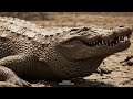 Life 63 Million Years Ago Before We Were Even Human_R