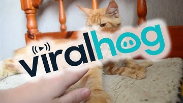 Cat Dad Paws at Owner Trying to Pet Kitten || ViralHog