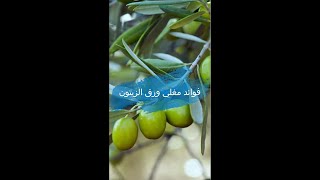 فوائد مغلي ورق الزيتون