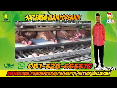 vitamin-perangsang-ayam-petelur-organik