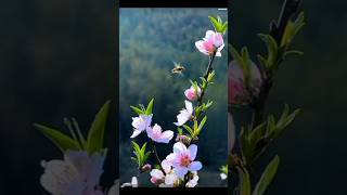 Walk In A Flower Paradise Serenity In Nature viral nature shortsflowers trending