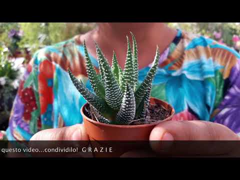 Video: Care Of Zebra Haworthia: consigli per coltivare piante grasse Zebra Haworthia
