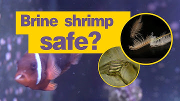 Under the Microscope: What’s Really Inside Frozen Brine Shrimp? | YuZha Lab