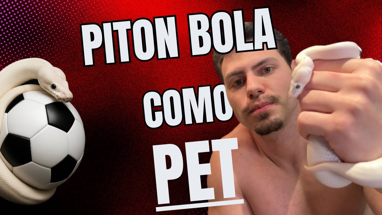 Vale a pena ter uma COBRA PITON BOLA como Pet? (Vantagens, Custos e Onde adquirir legalizada)