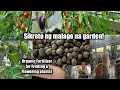 Organic fertilizer for fruiting  flowering plants  manure fertilizer  homefoodgarden  naturer