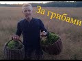 ЗА ГРИБАМИ/НОВЫЕ ВИДЫ СЪЕДОБНЫХ ГРИБОВ