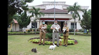 Peluang Usaha Ternak Kelinci Pedaging Sebagai Sumber Protein di Jakarta
