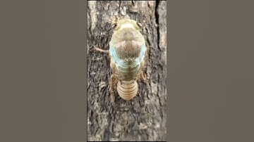 Cicada Molting Explained | Fascinating Science Behind This Insect Transformation #generalknowledge