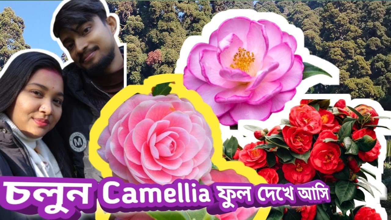 ||এই পার্ক এ😍😍 ক্যামেলিয়া ফুল🌸🌸 ভর্তি❤|Camellia Flower 🌸🌸 Plant❤||