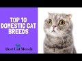 Top 10 Domesticated Cat Breeds for First Time Owners