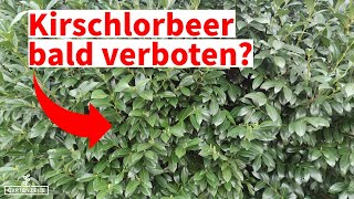 Kirschlorbeer wird verboten?! Aktuelles zur mglichen Gesetzesnderung in  Deutschland!