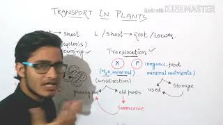 Transport in plants basics explained.