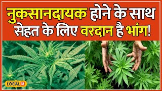Benefits of Bhang: If you boil hemp leaves and drink them, you will get many health benefits. Health #local18