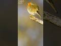 European robin (Erithacus rubecula)- Winter Birds #birds #wildlife #naturduo #animals #nature