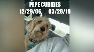 In loving memory of Pepe