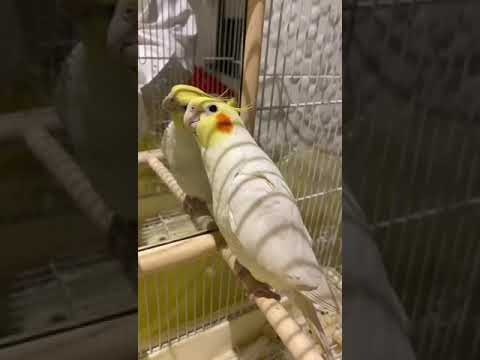كروان يتكلم وي وي بابا جاء ببغاء متكلم