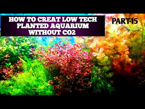 PLANTED AQUARIUM WITHOUT CO2 ? - YouTube