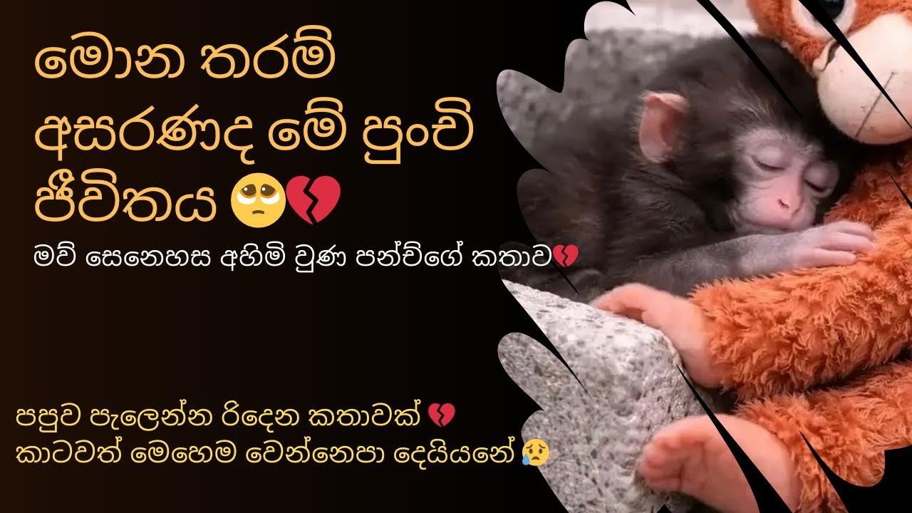  ලොවක් හැඬවූ පන්ච්🥺💔|අජීවී සෙල්ලම් බඩුවක් අම්මා කරගත් අසරණ වඳුරු පැටවාගේ සංවේදී කතාව😭😥
