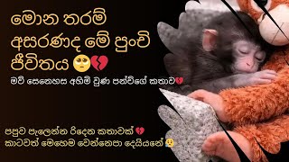 Download Lagu  ලොවක් හැඬවූ පන්ච්🥺💔|අජීවී සෙල්ලම් බඩුවක් අම්මා කරගත් අසරණ වඳුරු පැටවාගේ සංවේදී කතාව😭😥 MP3