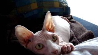 the attack of the great white sphynx! by Katia Shifrin 51,075 views 12 years ago 58 seconds