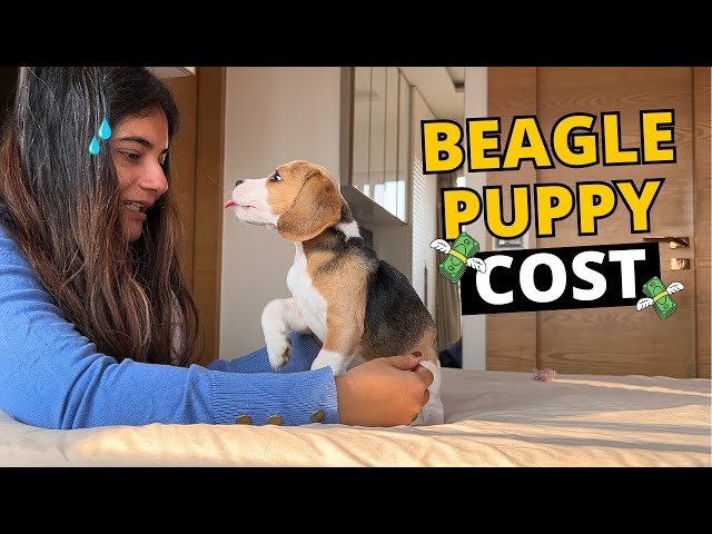 Beagle Nation: The Surprising Secret About Beagle Dog Cost 3 sddefault