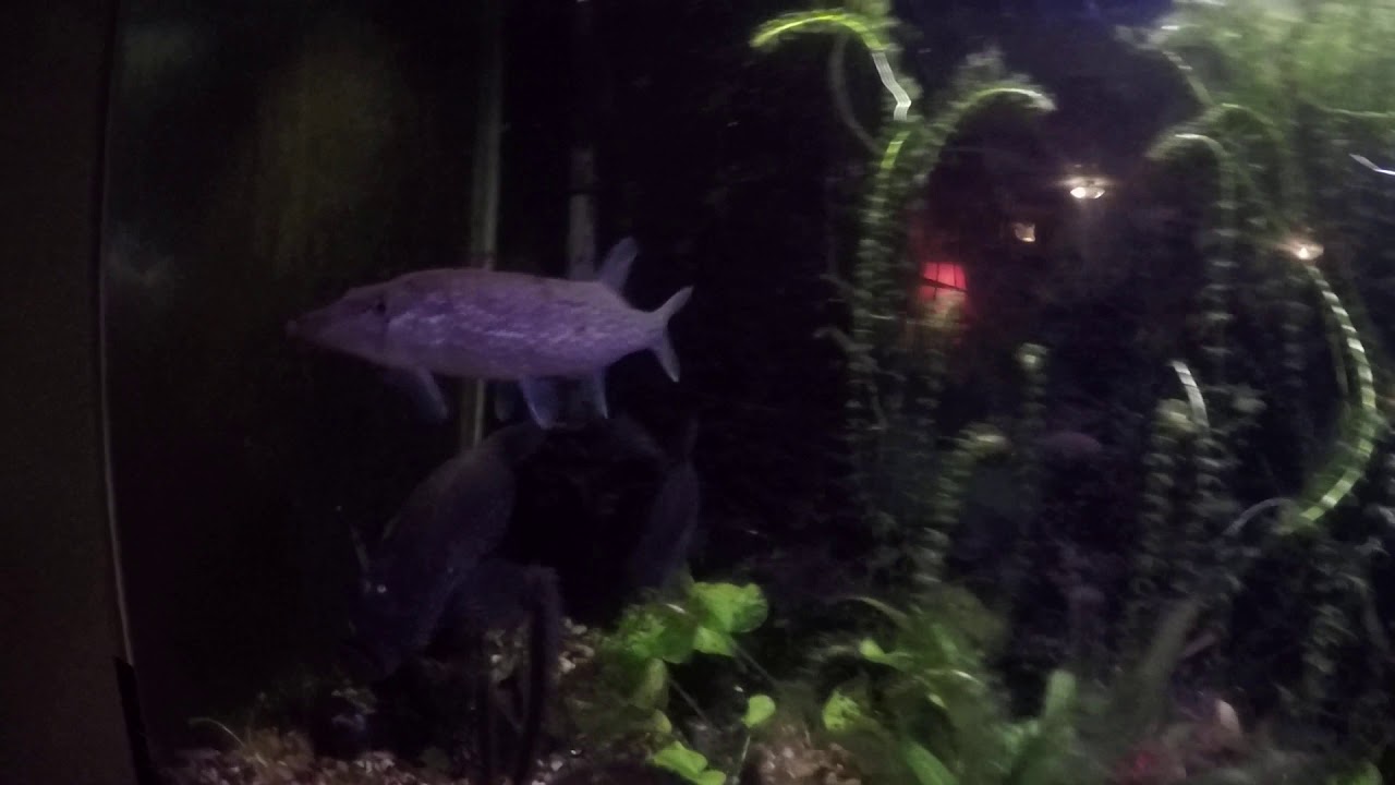 feeding the crappie tank baby bluegill YouTube