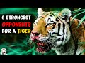 6 most ruthless fights of a tiger