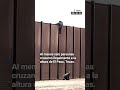 📌 El momento en que un grupo de inmigrantes salta el muro fronterizo en El Paso, Texas